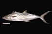 Scomberomorus maculatus, Spanish mackerel, from SEAMAP collections